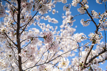 さくら満開_横浜