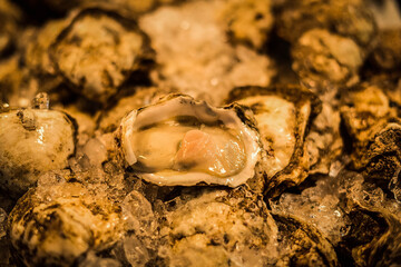 Fresh oysters for sale in Lanpho Naklua Seafood Market, Pattaya, Thailand.
