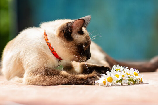 A white Thai cat lies next to a small wreath of daisies.