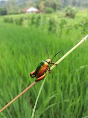 unique colour insect on the grass. 