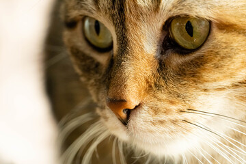 Portrait of a tabby, tortoiseshell cat