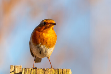 European Robin Perched on Top of a Fence Post