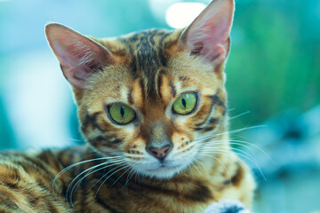 bengal cat with eyes