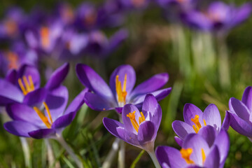 Close up of purple blooming crocuses in the park of Wiesbaden / Germany 