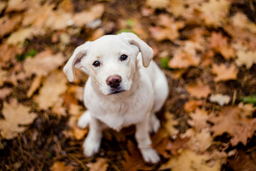 White labrador type, mongrel, dog in autumn forest full of leaves. - obrazy, fototapety, plakaty