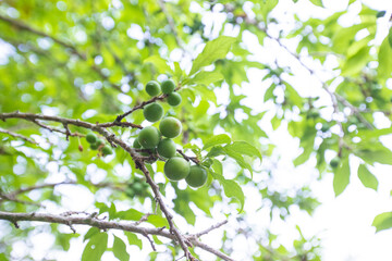 Young green plum fruits on a tree branch, Ripe plums on a tree branch in the orchard. View of fresh organic fruits with green leaves on plum tree branch in the fruit garden.