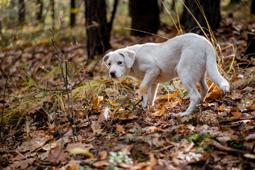 White labrador type, mongrel, dog in autumn forest full of leaves.