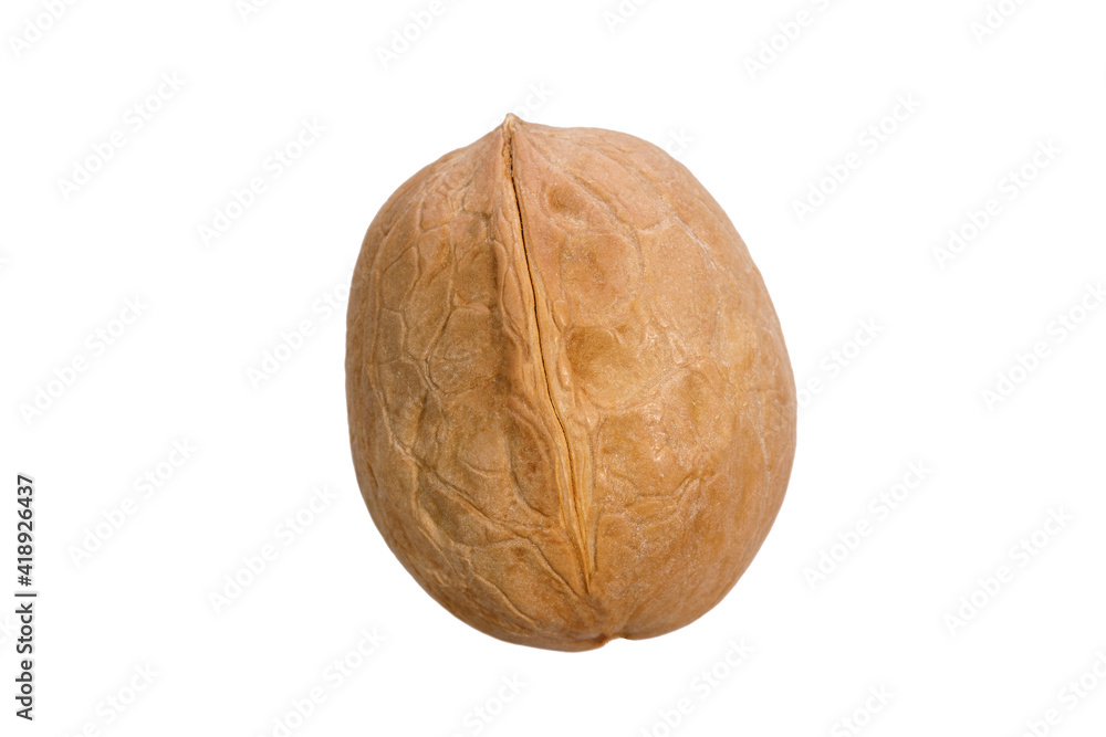 Poster walnut in shell isolated on white background