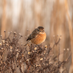 Female Stonechat Perched on Top of a Hedge