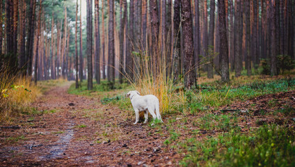 Obraz na płótnie Canvas White labrador type, mongrel, dog in autumn forest full of leaves.