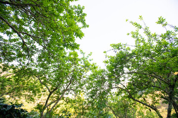 Young green plum fruits on a tree branch, Ripe plums on a tree branch in the orchard. View of fresh organic fruits with green leaves on plum tree branch in the fruit garden.