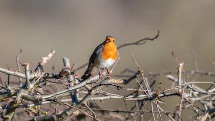 European Robin Perched in a Hedge