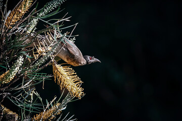Noisy Friarbird also called leatherheads are large honeyeaters that are attracted to flowering eucalypts and habitat rich in insects. Pictured in Queensland, Australia. Copy space for text. 
