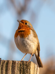 European Robin Perched on Top of a Fence Post