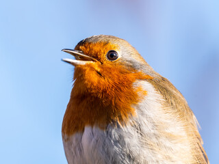 European Robin Perched on Top of a Fence Post