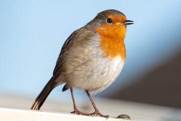 European Robin Perched on Top of a Fence Post