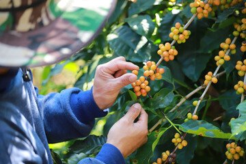 organic arabica coffee beans agriculturist  in farm.harvesting Robusta and arabica  coffee berries by agriculturist hands,Worker Harvest arabica coffee berries on its branch, harvest concept.