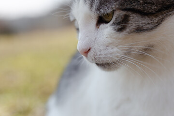 Head shot portrait of beautiful cat outdoors