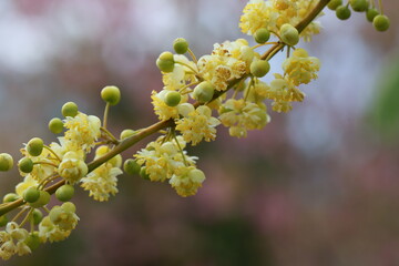 Litsea cubeba pers flower. essential oils with seeds  .Plant from nature Used as ingredients in...