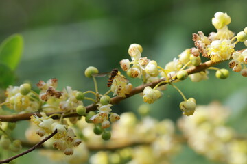 Litsea cubeba pers flower. essential oils with seeds  .Plant from nature Used as ingredients in cosmetics and medicine Food flavoring