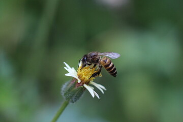 close up of a bee pollination of flower