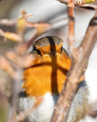European Robin Perched in a Hedge