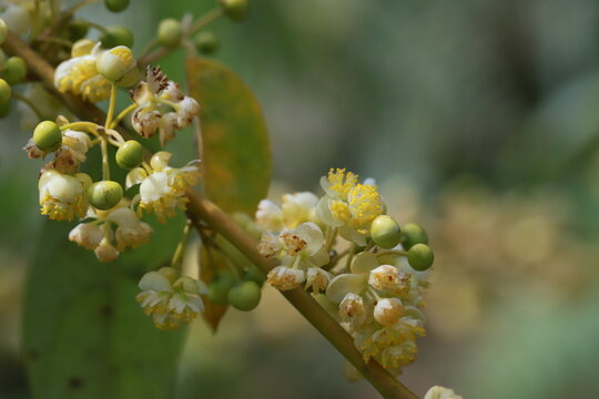 Litsea cubeba pers flower. essential oils with seeds  .Plant from nature Used as ingredients in cosmetics and medicine Food flavoring