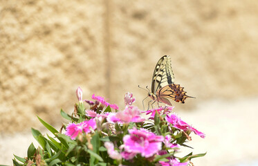 
Butterfly Papilio machaon feeding on a flower