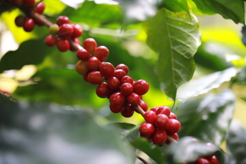organic arabica coffee beans agriculturist  in farm.harvesting Robusta and arabica  coffee berries by agriculturist hands,Worker Harvest arabica coffee berries on its branch, harvest concept.