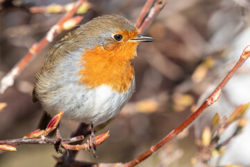 European Robin Perched in a Hedge