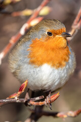 European Robin Perched in a Hedge
