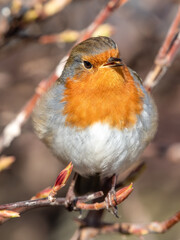 European Robin Perched in a Hedge