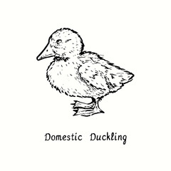 Domestic duckling standing side view. Ink black and white doodle drawing in woodcut outline style. Vector illustration