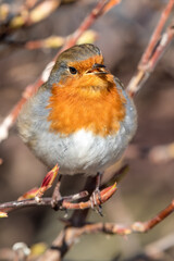 European Robin Perched in a Hedge