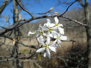 Blooming tree in wild with white flowers at Spring