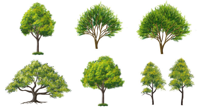 Collection of abstract watercolor green tree side view isolated on white background  for landscape plan and architecture layout drawing, elements for environment and garden, green grass illustration 