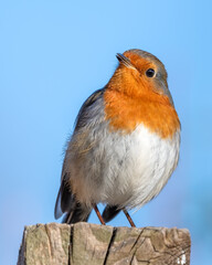 European Robin Perched on Top of a Fence Post