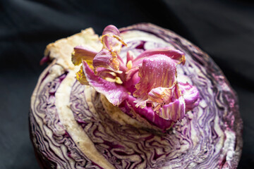 Red cabbage, half a cut cabbage with a beautiful gorgeous pink purple flower sprout with lilac petals on a black background, dark photo still life alien food flower