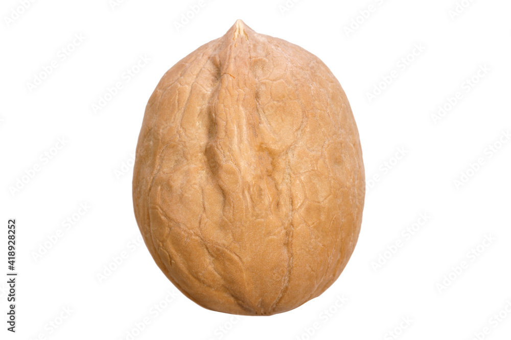 Poster walnut in shell isolated on white background