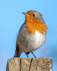 European Robin Perched on Top of a Fence Post