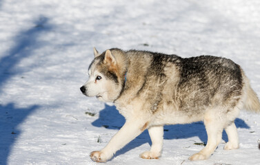 Fototapeta premium Portrait of a Siberian husky, friendship forever. Pet. Husky