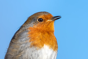 European Robin Perched on Top of a Fence Post