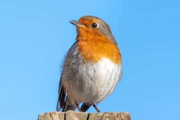 European Robin Perched on Top of a Fence Post