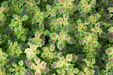 Natural background of purple-green leaves (Coleus or Painted Nettle) in the garden.
