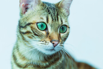 close up portrait of a cat with green eyes