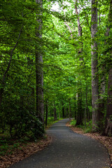 Fototapeta premium green foliage of the trees in a forest in Maryland.