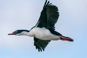 King Cormorant (Phalacrocorax atriceps)
