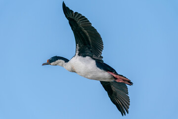 King Cormorant (Phalacrocorax atriceps)
