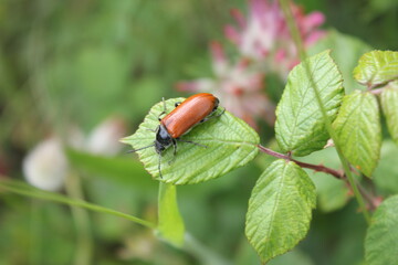 Insectes
