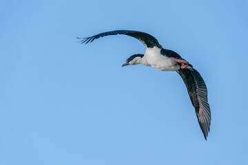 King Cormorant (Phalacrocorax atriceps)